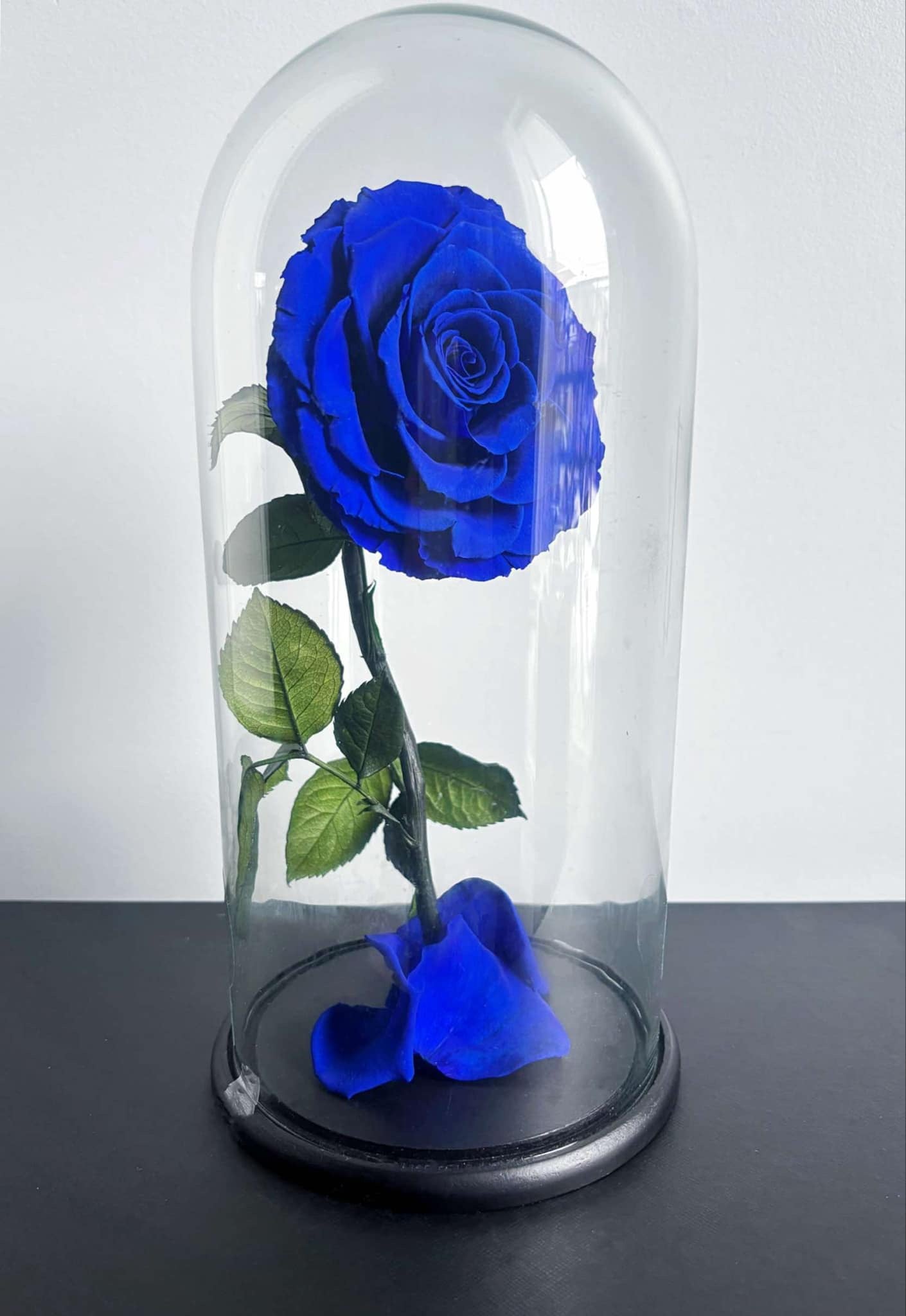 "Beauty and The Beast" Blue Eternal Rose