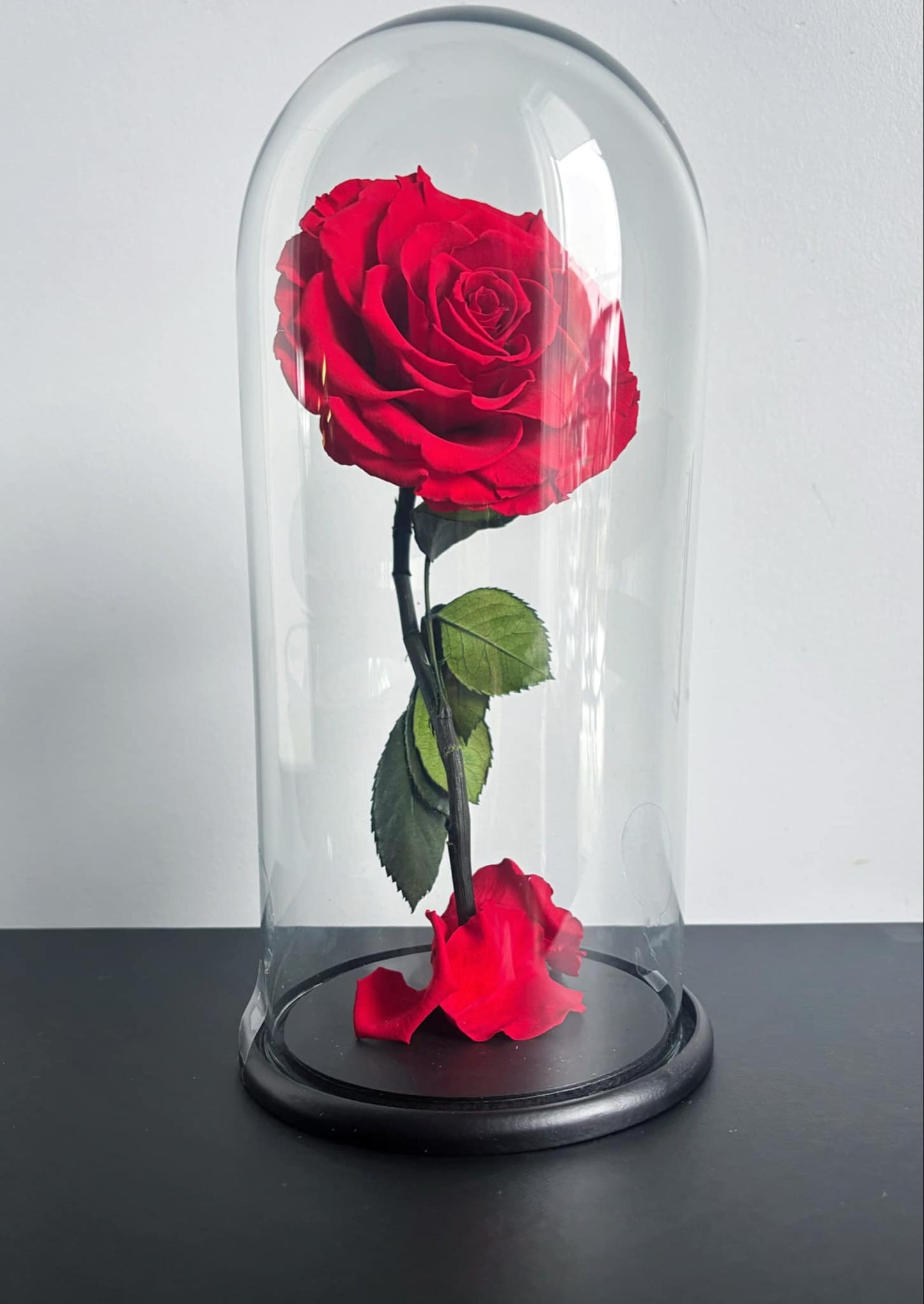 "Beauty and The Beast" Red Eternal Rose.