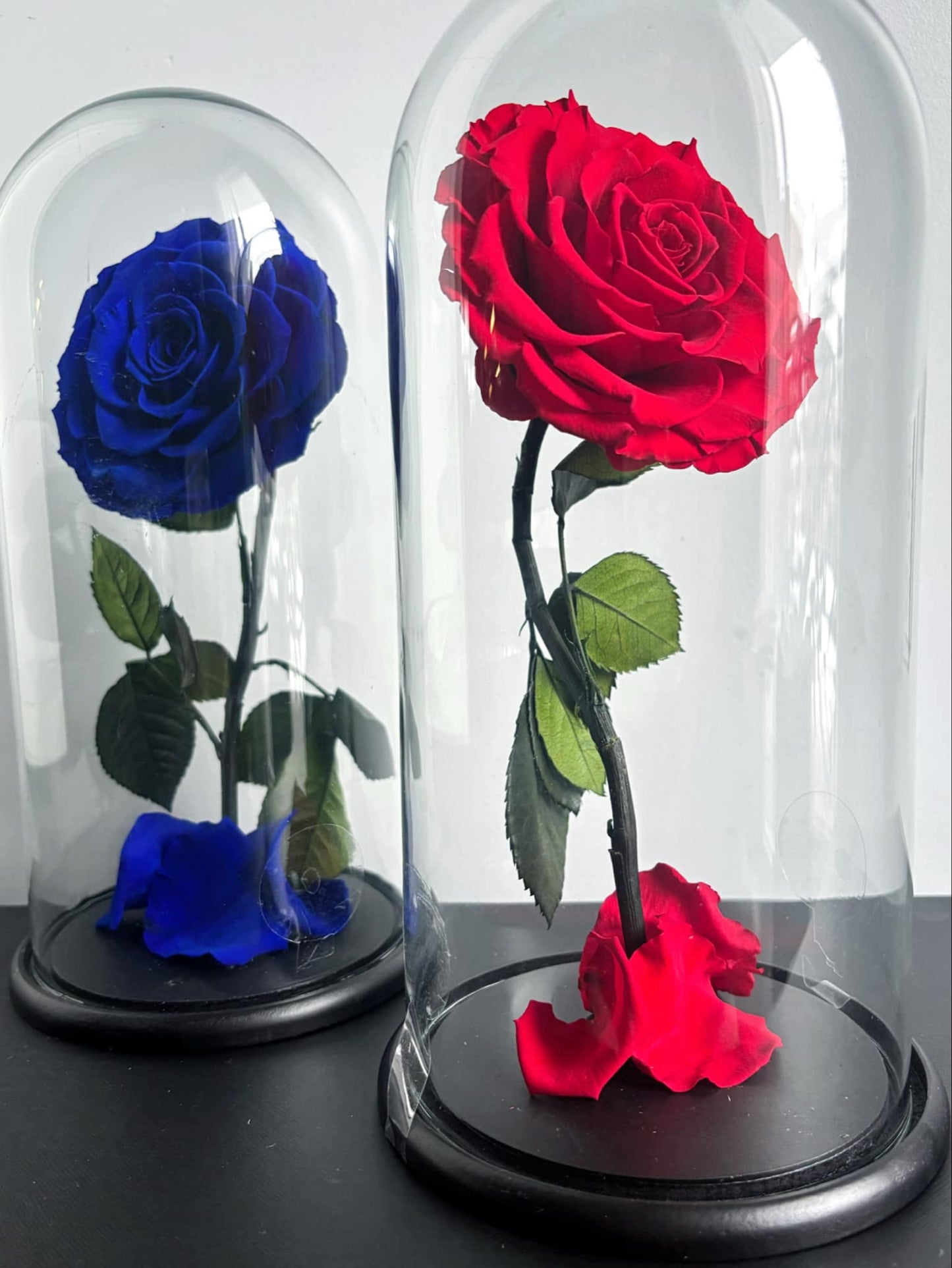 "Beauty and The Beast" Blue Eternal Rose