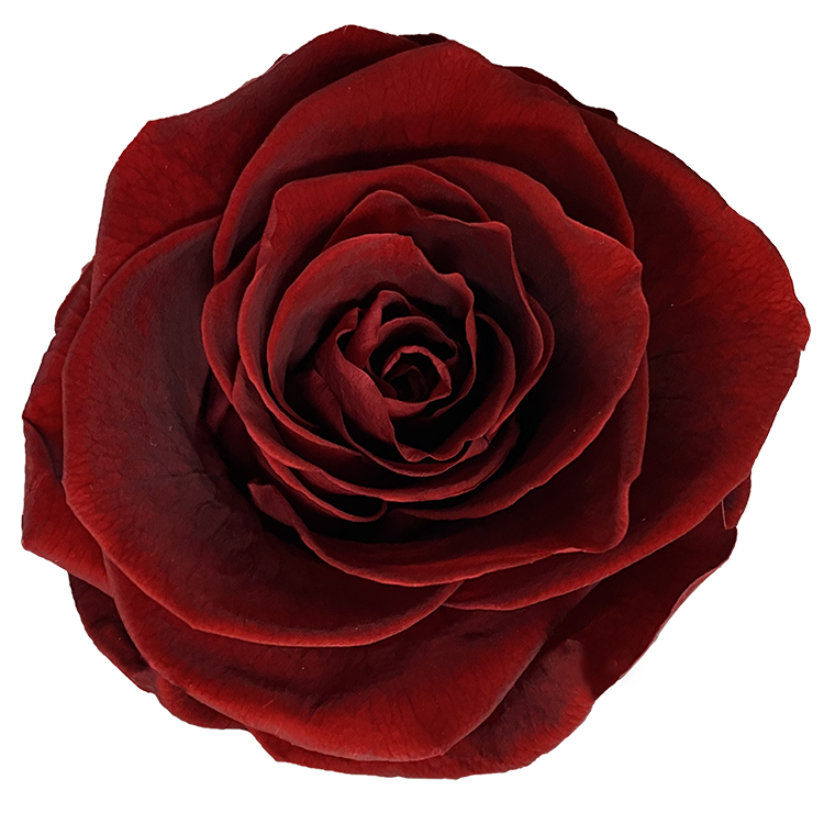 Ajoutez des roses supplémentaires