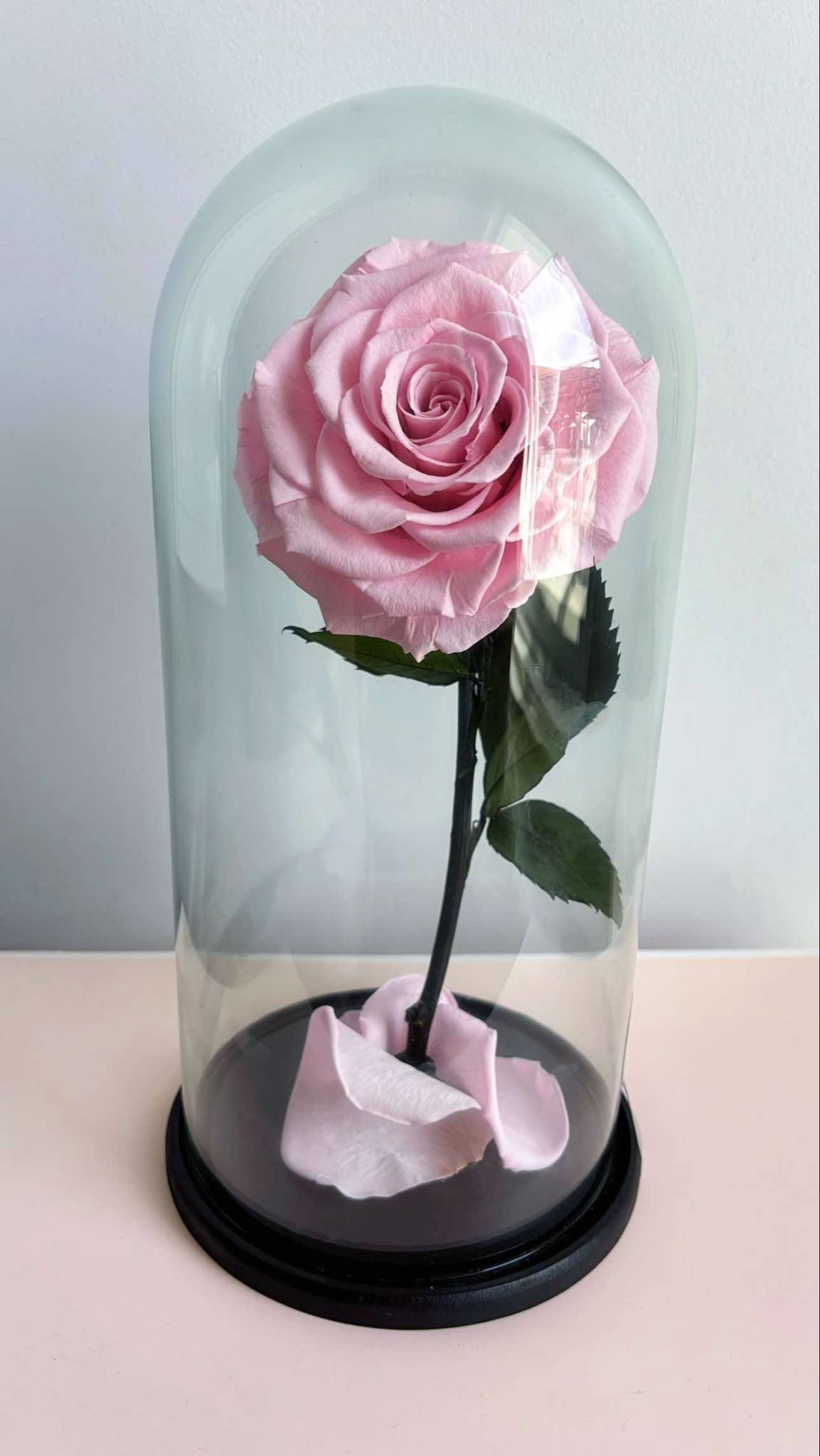 "Beauty and The Beast" Pink Eternal Rose.