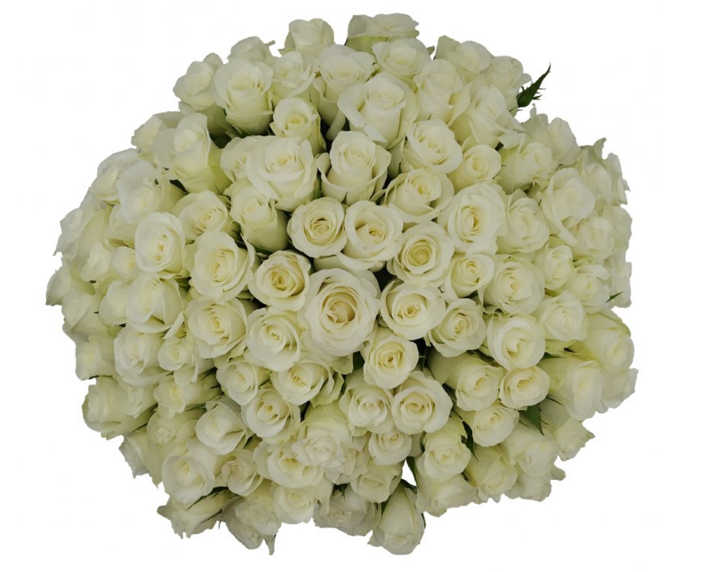 100 white rose