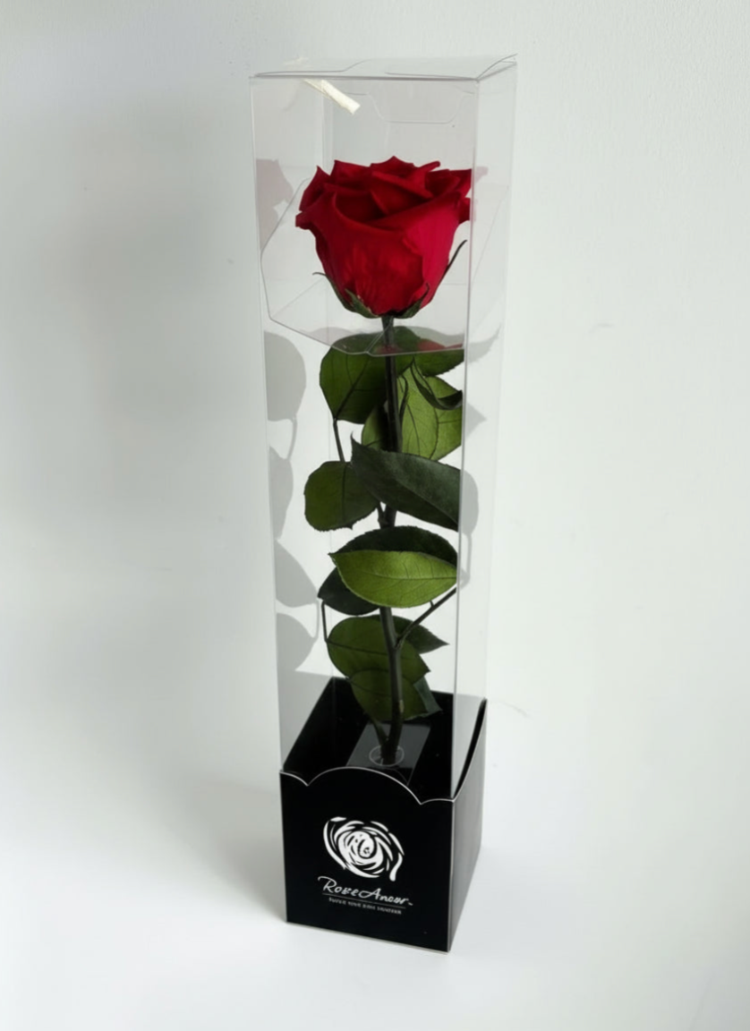 Single Eternal Rose – Bella Rosa MTL