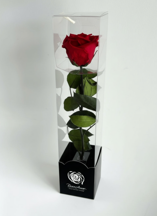 Single Eternal Rose