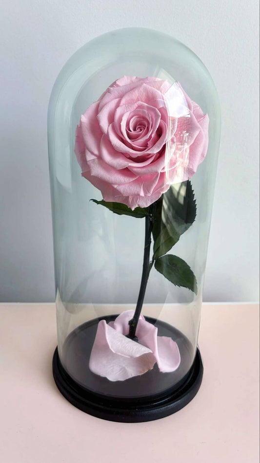 "Beauty and The Beast" Pink Eternal Rose.
