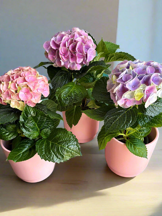 Hydrangea in a pot ( 12inch )