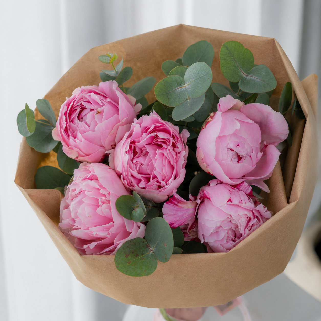Blush Peony Elegance (5 stems)